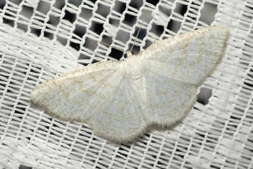 Réf. 257 918 : Cabera exanthemata